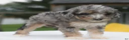 Toy Poodle dogs for sale: Dixie  - Ad 20