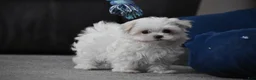 Maltese dogs for sale: Rosie - Ad 8