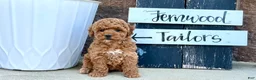 Miniature Poodle dogs for sale: Baby Jasmine❤️🐾AKC Registered❤️Genetic Tested❤️Call 717-529-1907 - Ad 4