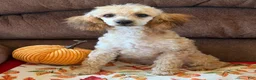 Toy Poodle dogs for sale: Trudy - Ad 3