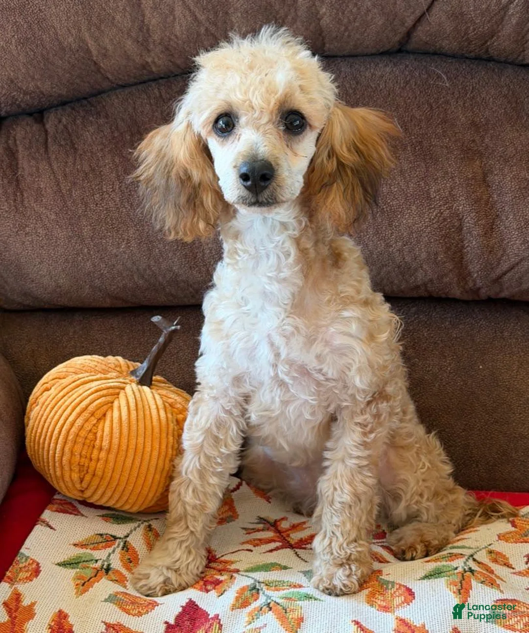 Toy Poodle dogs for sale: Trudy - Ad 3