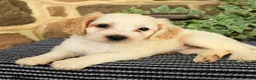 Cockapoo dogs for sale: Sugar - Ad 3