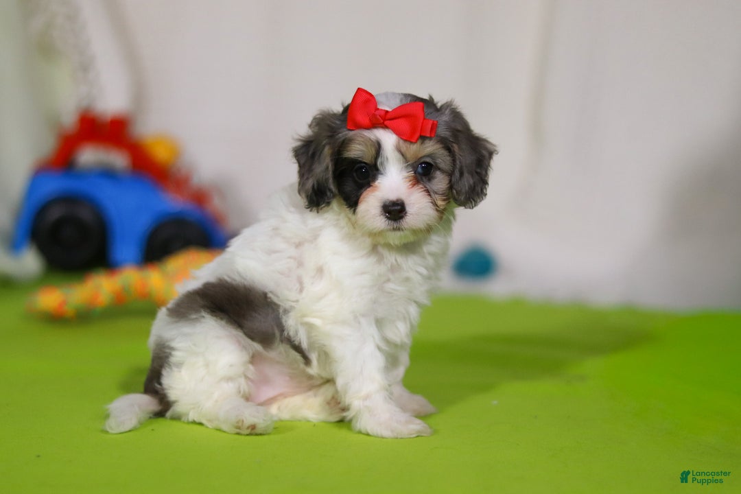 Cavapoo dogs for sale: Sasha - Ad 2