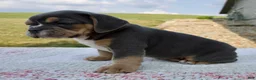 Beabull dogs for sale: Toby - Ad 6