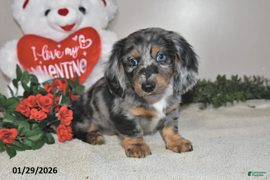 Miniature Dachshund dogs for sale: Harper - Ad 5