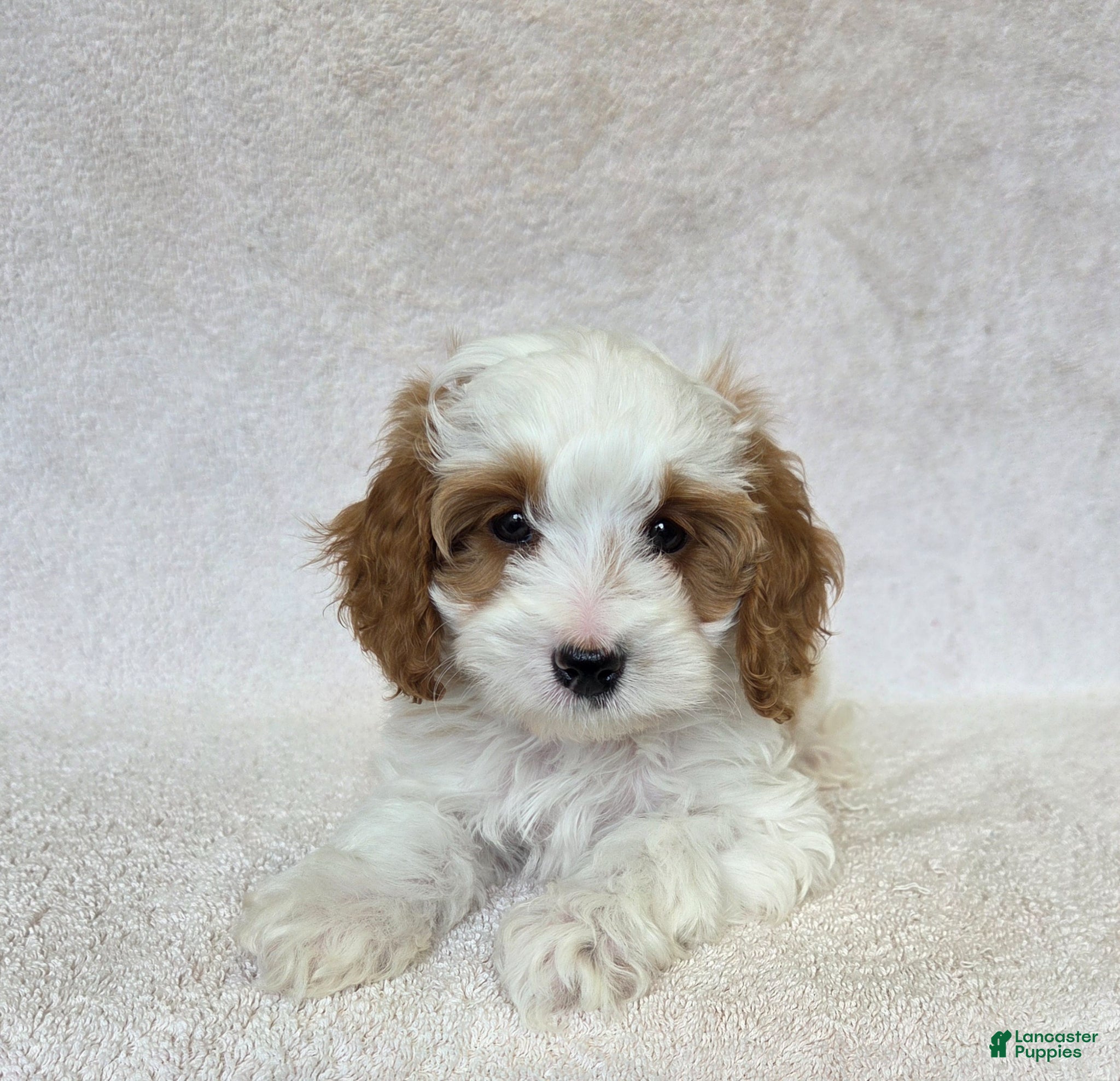 Cavapoo dogs Marshmallow - Ad 1