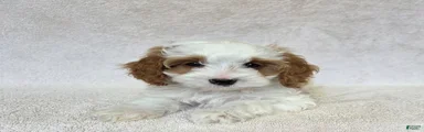 Marshmallow