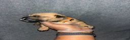 South African Boerboels dogs for sale: Queen of Hearts  - Ad 4