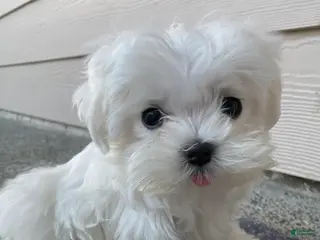 Maltese dogs Maltese Puppy 1 - Ad 8