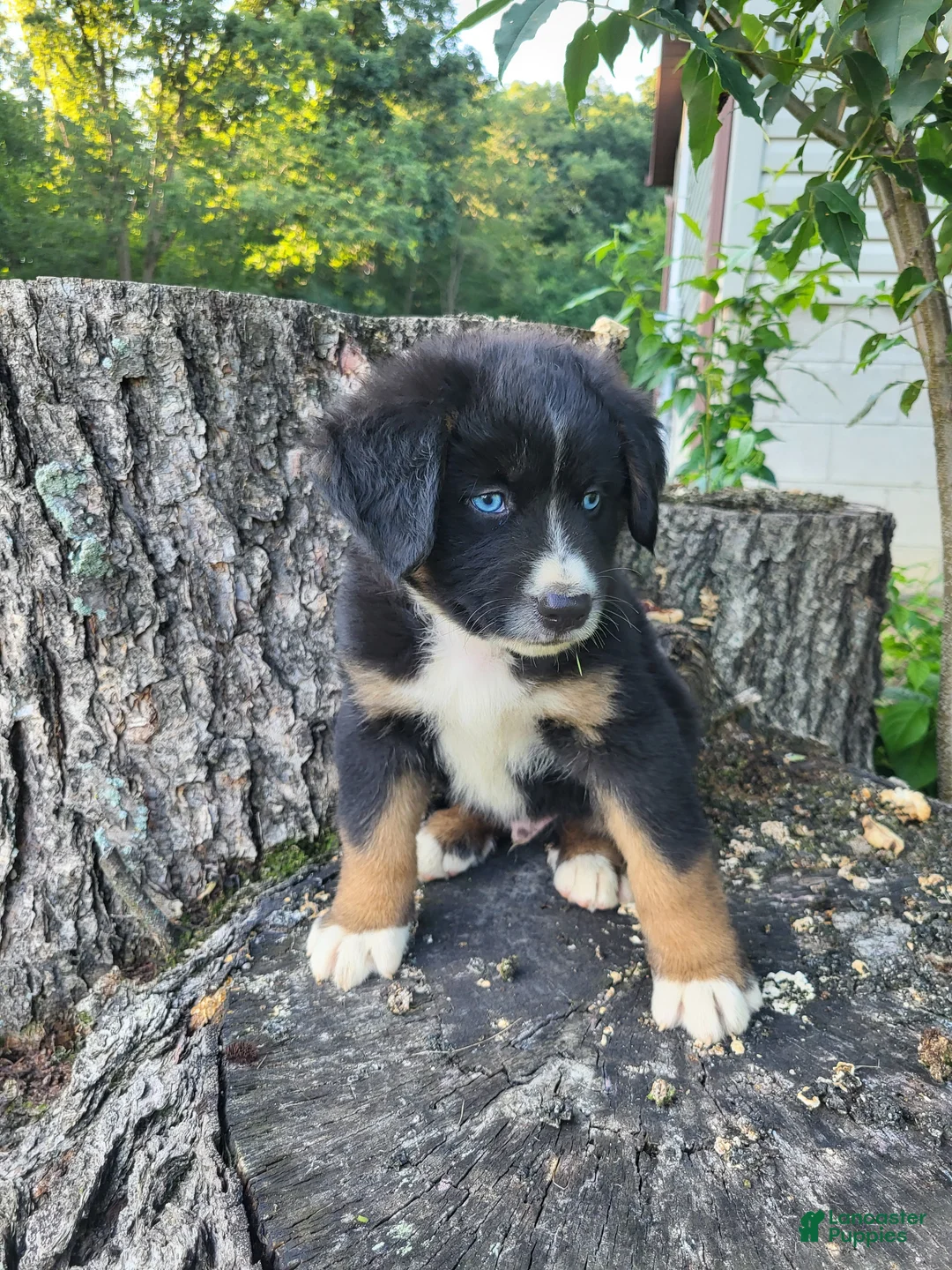 Mixed Breed dogs for sale: Leo - Ad 8