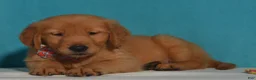 Golden Retriever dogs for sale: Brian - Ad 2
