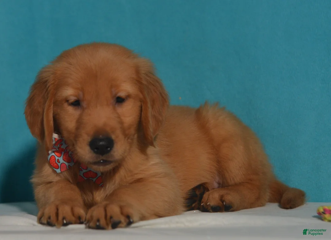 Golden Retriever dogs for sale: Brian - Ad 2