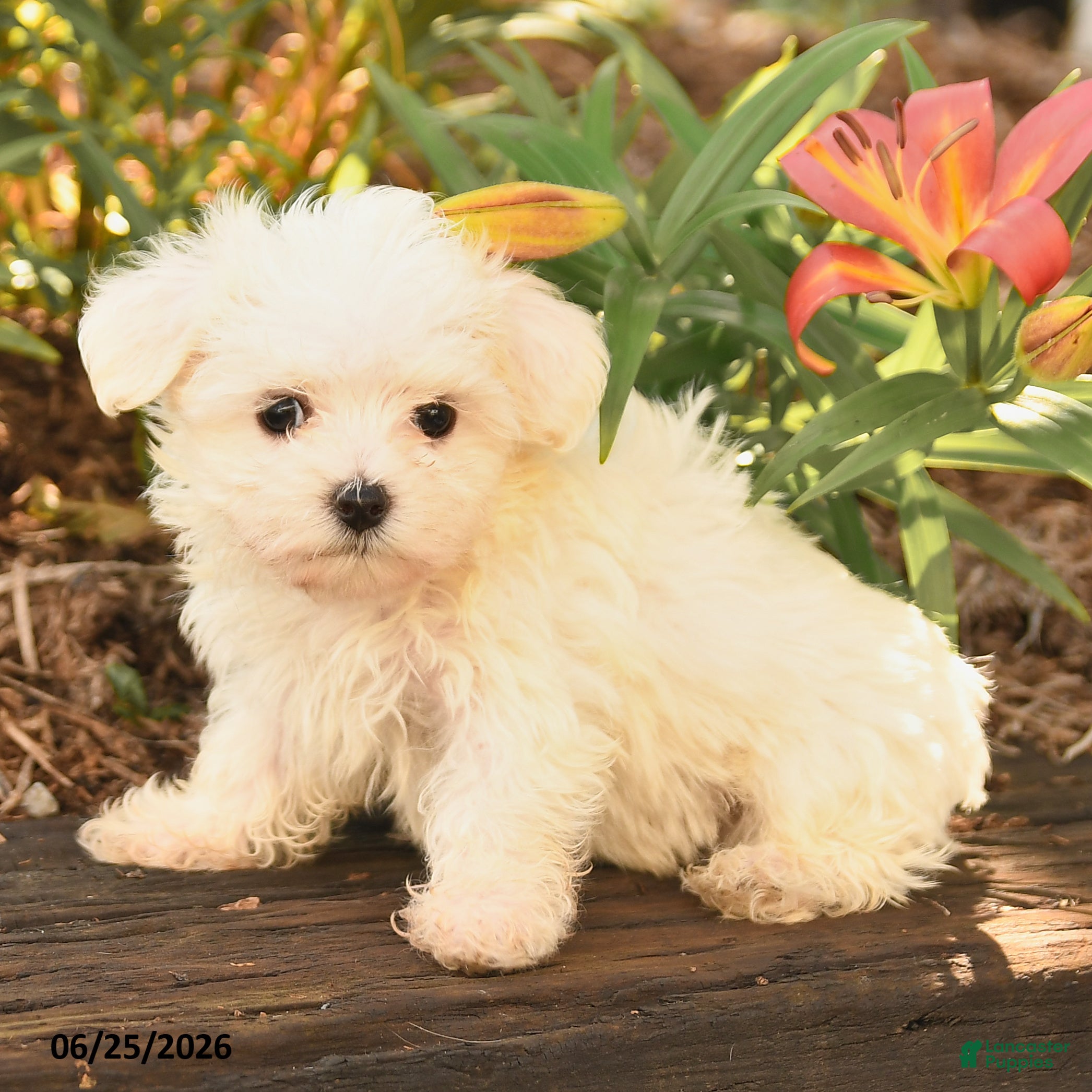 Maltese dogs Russel - Ad 2