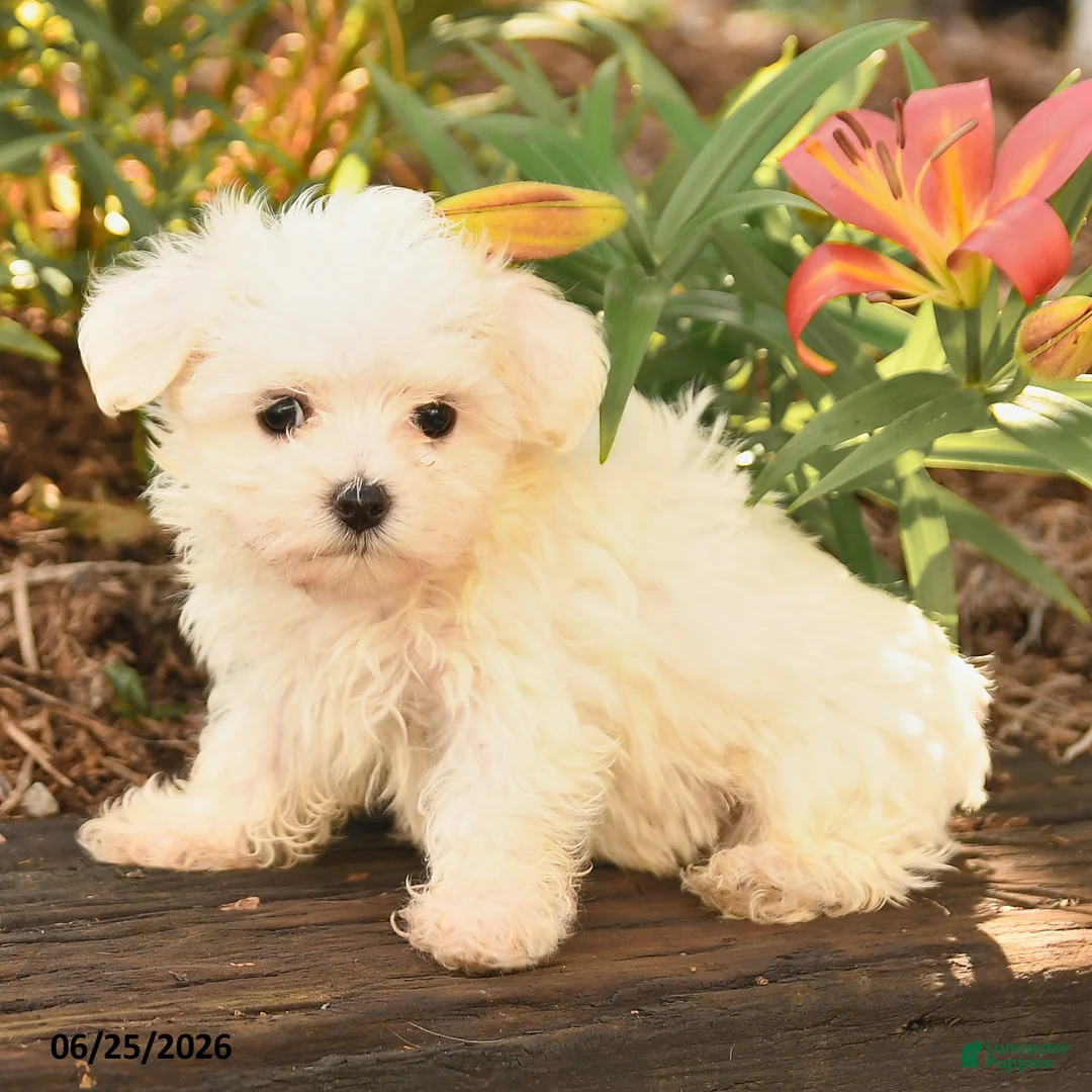 Maltese dogs for sale: Russel - Ad 2