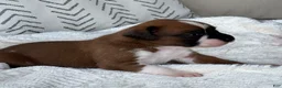 Boxer dogs for sale: Snoppy - Ad 6