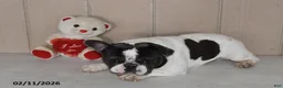 French Bulldog dogs for sale: Teddy - Ad 3
