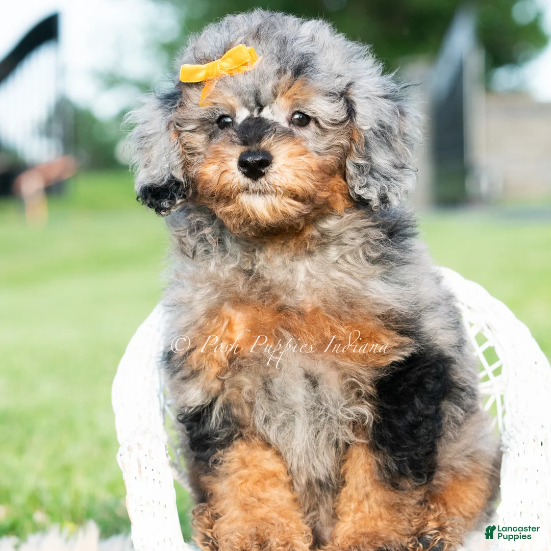 Toy Poodle dogs for sale: Astro - Ad 4