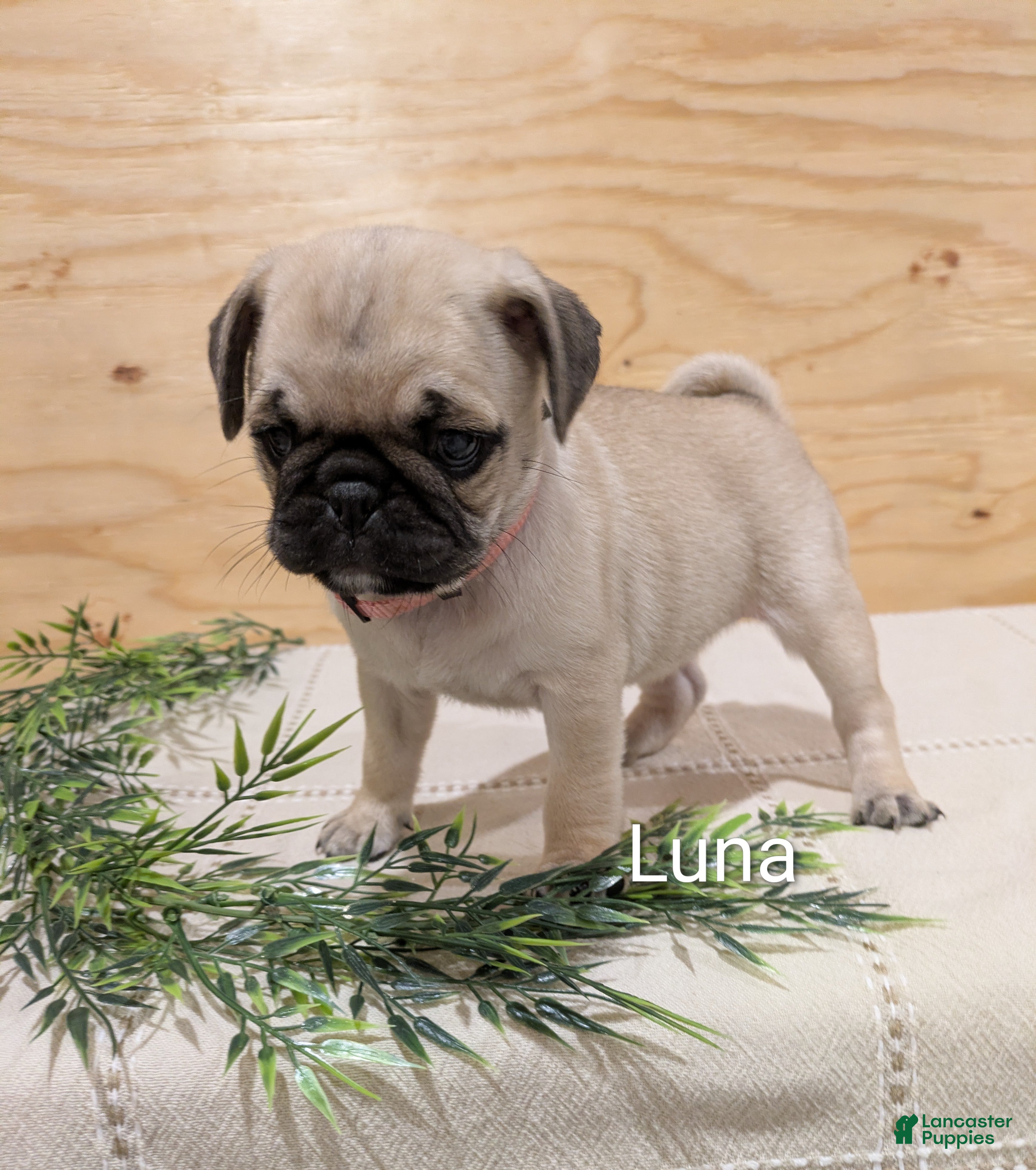 Pug dogs Luna - Ad 1