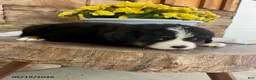 Bernese Mountain Dog dogs for sale: Chase - Ad 4