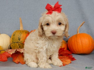 Cockapoo dogs - Ad 19