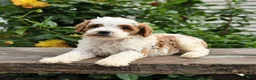 Mini Goldendoodle dogs for sale: Peter - Ad 8