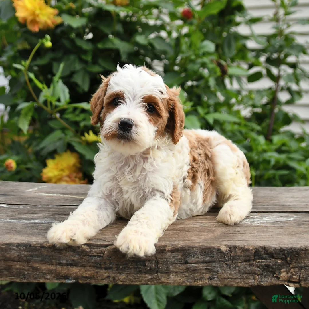 Mini Goldendoodle dogs for sale: Peter - Ad 8