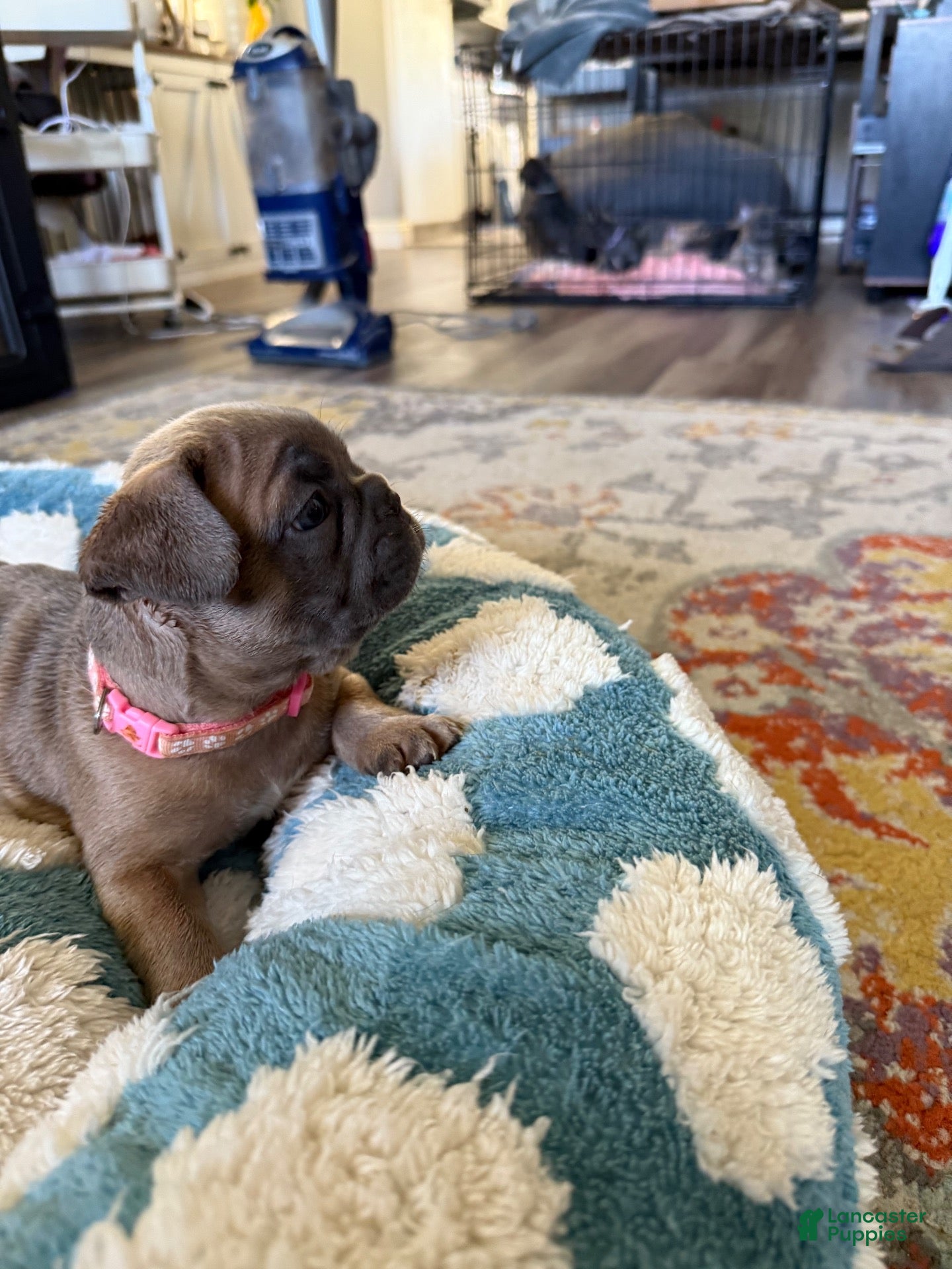 French Bulldog dogs French Bulldog 5 - Ad 30