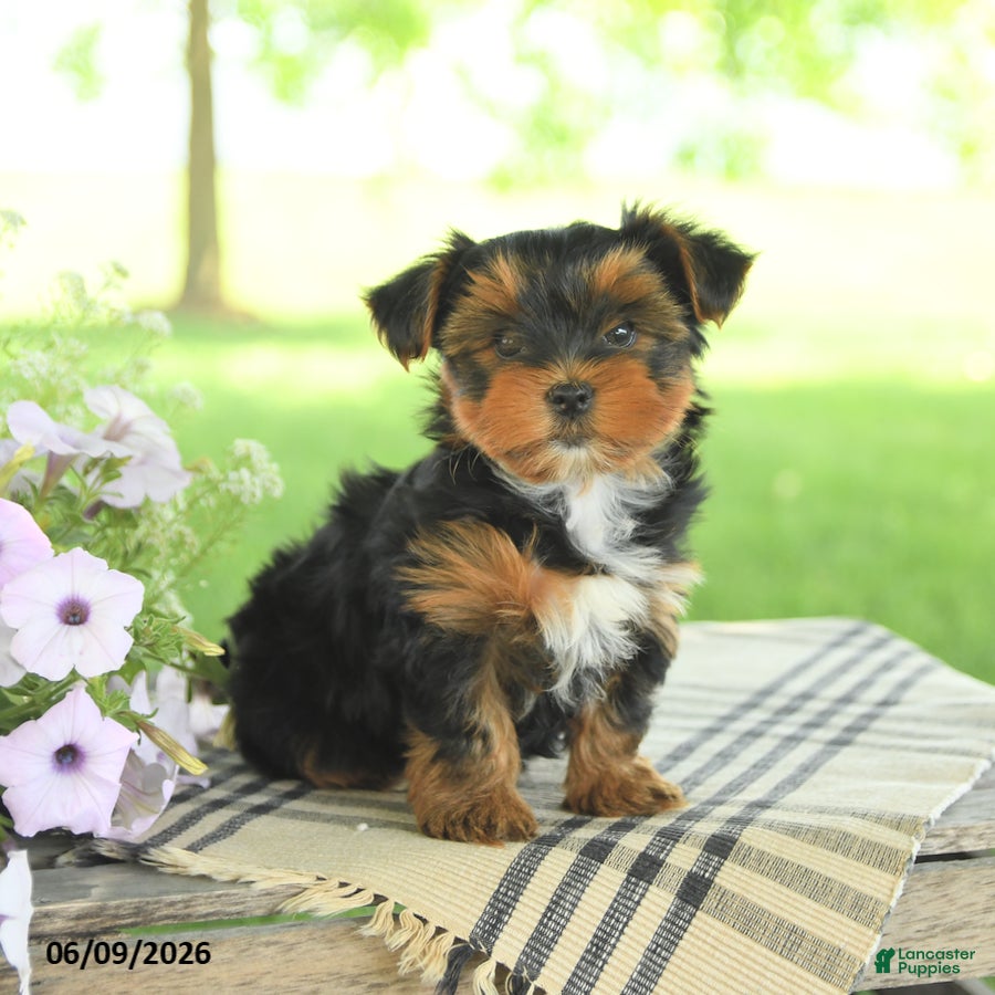 Yorkshire Terrier dogs Hailey - Ad 2