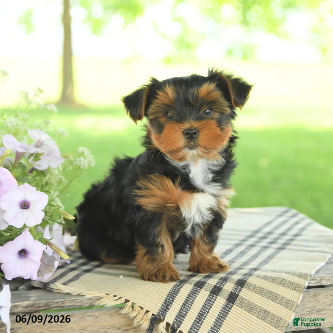 Yorkshire Terrier dogs for sale: Hailey - Ad 2