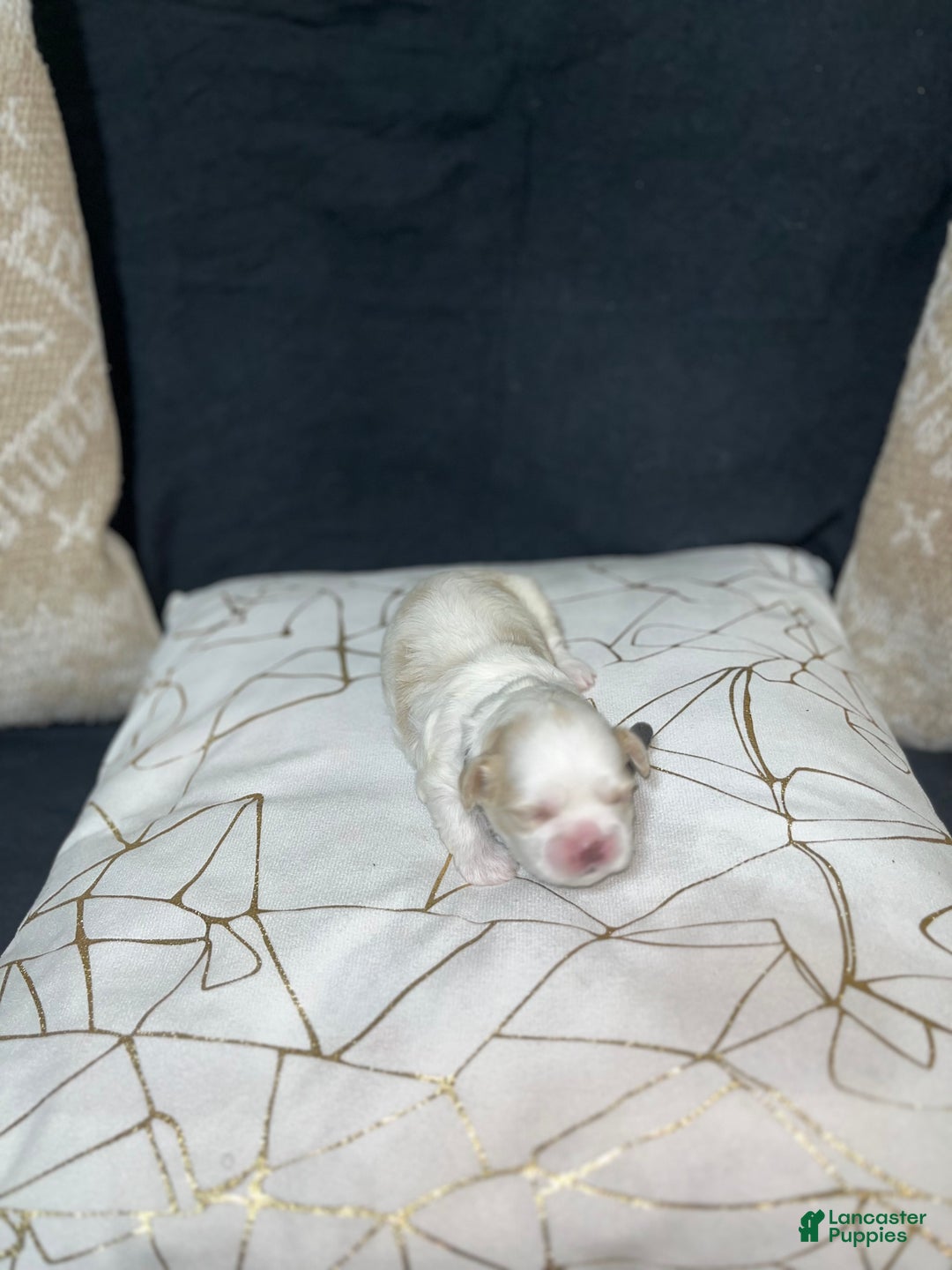 Shih Tzu dogs for sale: Maple - Ad 2