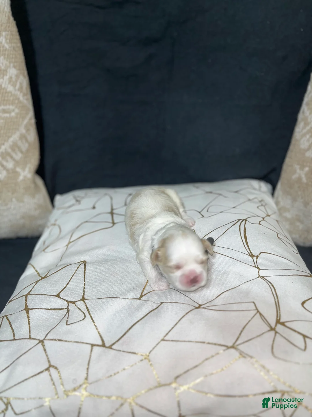 Shih Tzu dogs for sale: Maple - Ad 2