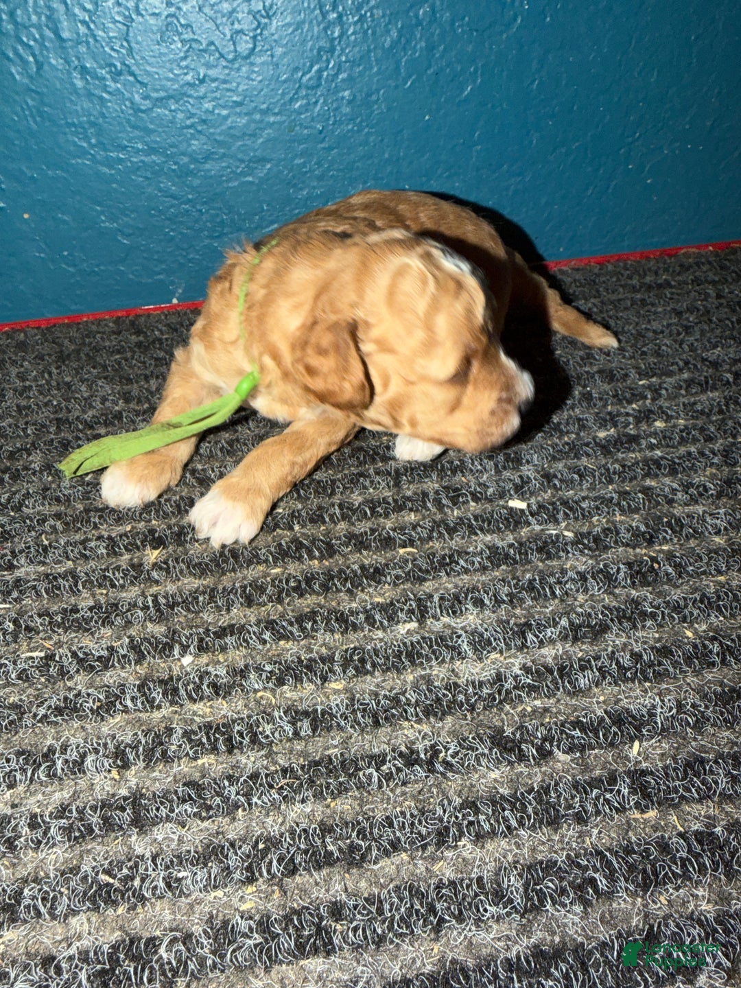 Miniature Poodle dogs for sale: AKC Miniature Poodle Puppy Dark Green - Ad 4