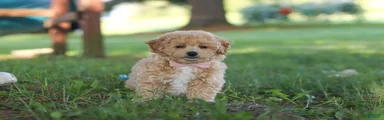 Teddy 