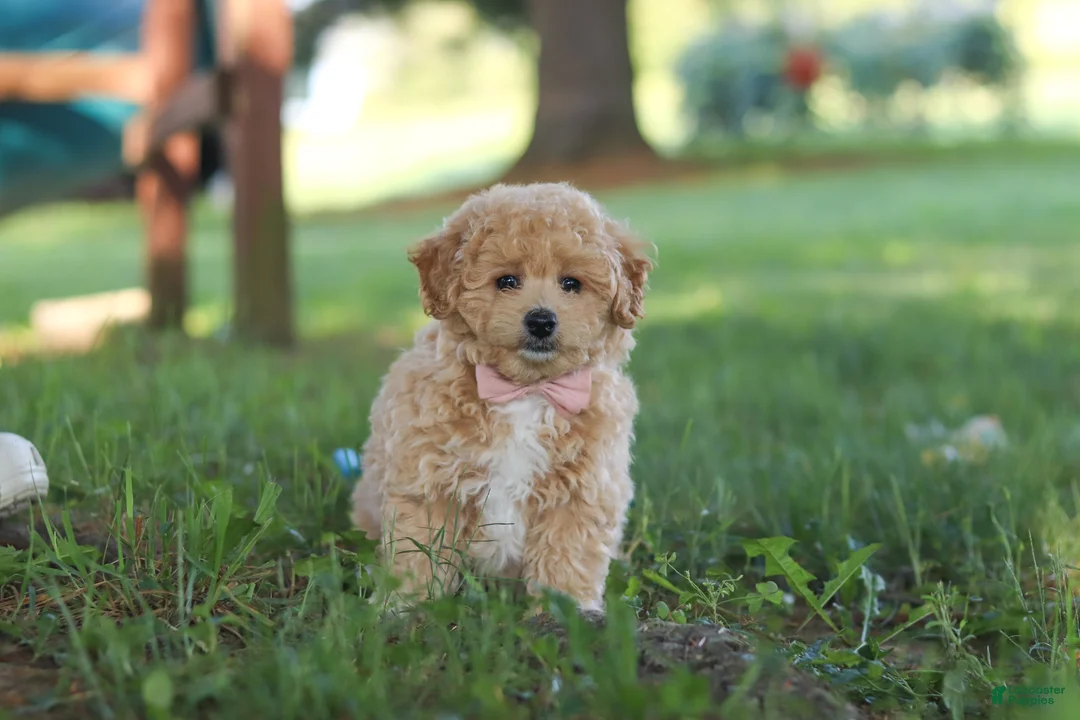 Bichpoo dogs for sale: Teddy  - Ad 1