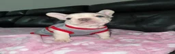 French Bulldog dogs for sale: Marshmallow - Ad 10