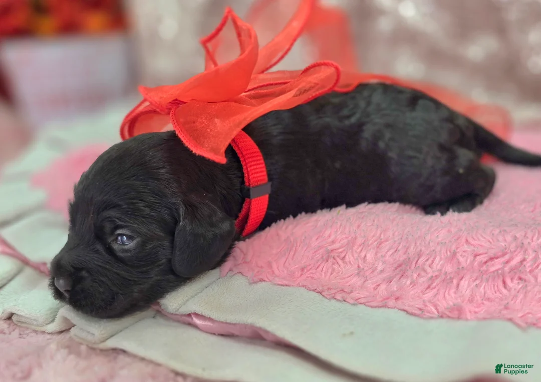 Cockapoo dogs for sale: Frostbite - Ad 4