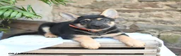 German Shepherd dogs for sale: Norway - Ad 3