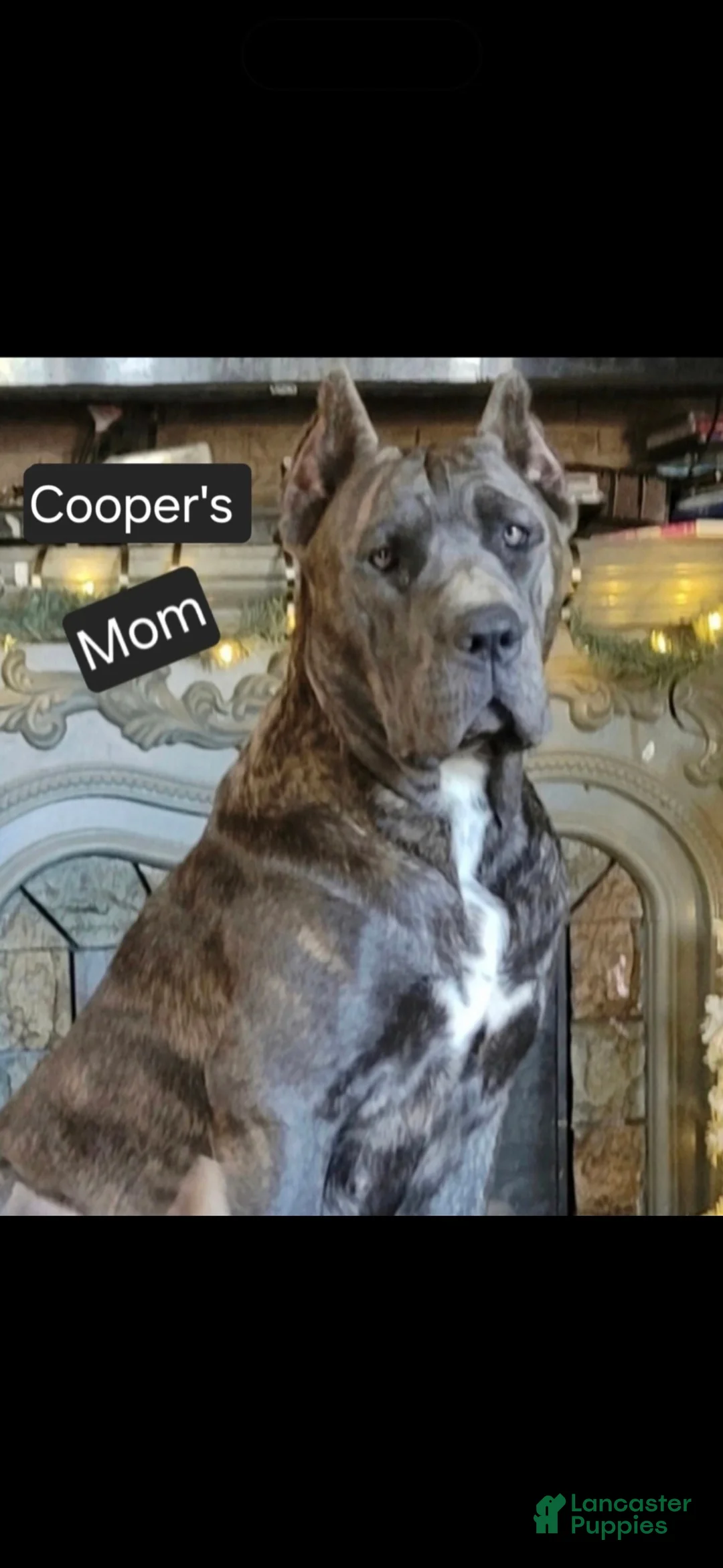 Cane Corso dogs for sale: Cooper - Ad 2