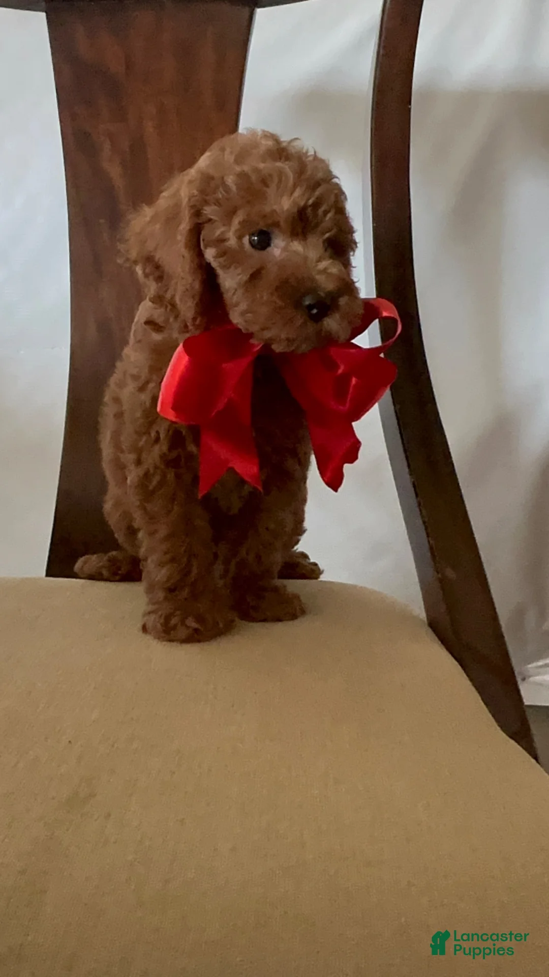 Miniature Poodle dogs for sale: Miniature Poodle 4 - Ad 20