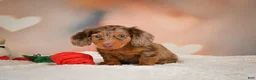 Miniature Dachshund dogs for sale: Romeo - Ad 7