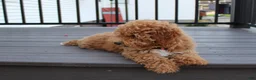 Miniature Poodle dogs for sale: Bella - Ad 5