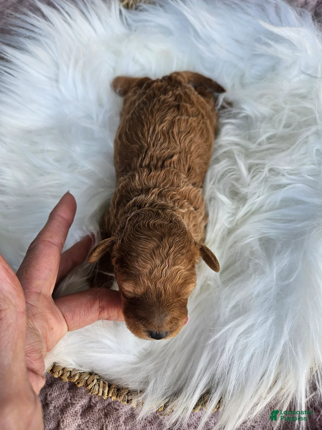 Cavapoo dogs for sale: Waffle - Ad 4