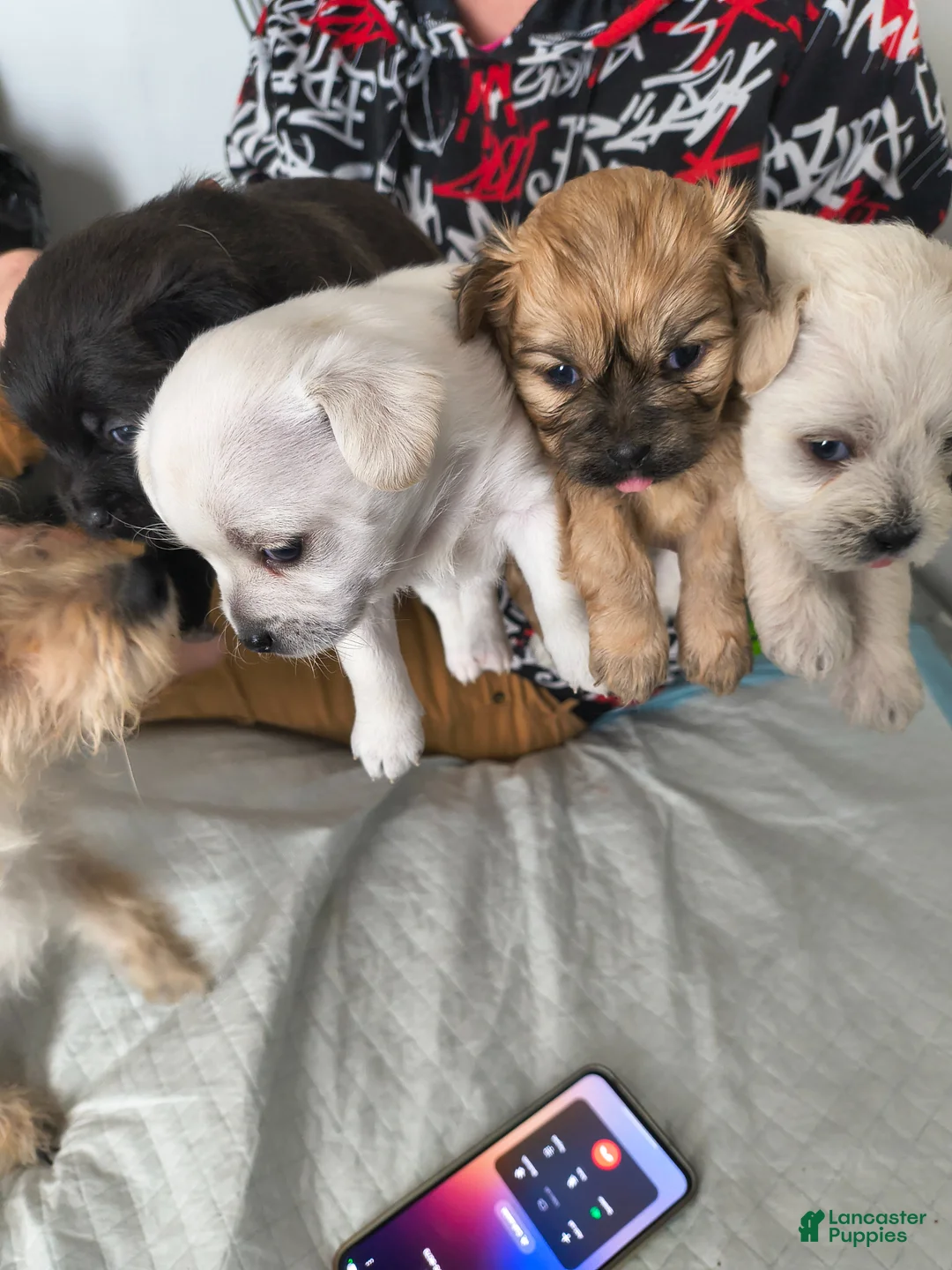 Mixed Breed dogs for sale: Baby Bear - Ad 9