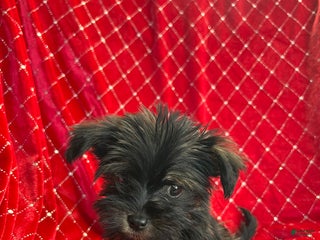 Yorkiepoo dogs Yorkiepoo Puppy 4 - Ad 35