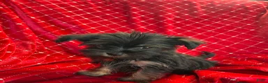 Yorkiepoo Puppy 4