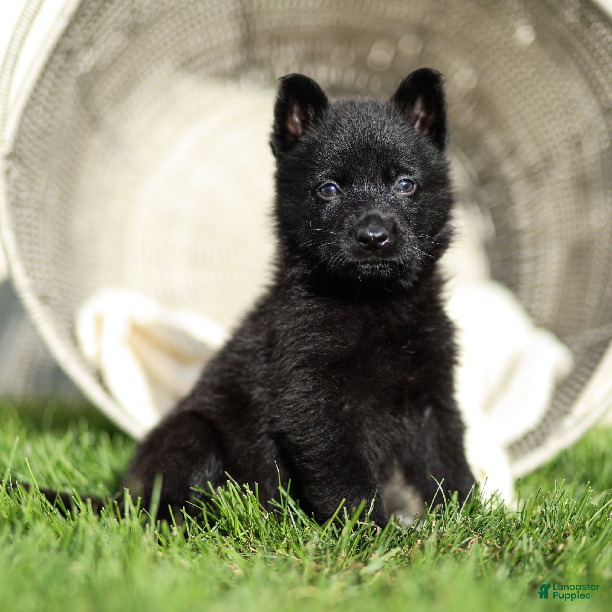 German Shepherd dogs Fred German Shepherd  - Ad 1
