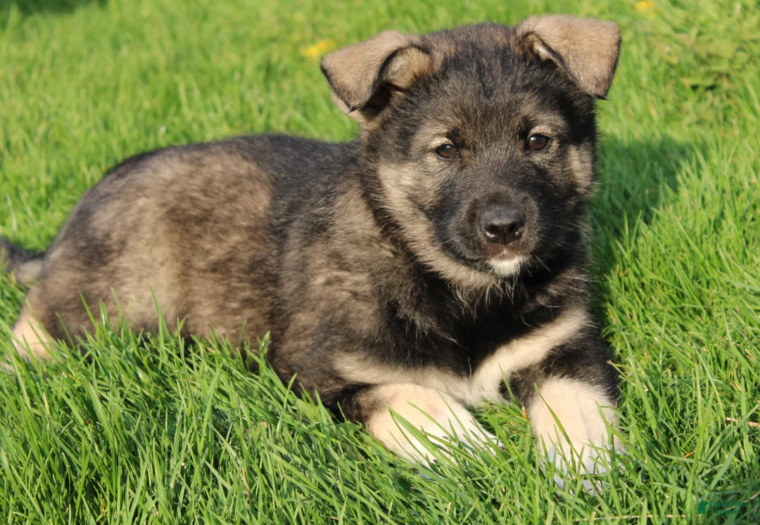 Mixed Breed dogs for sale: Bear - Ad 1