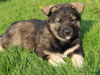 Mixed Breed dogs for sale: Bear - Ad 2