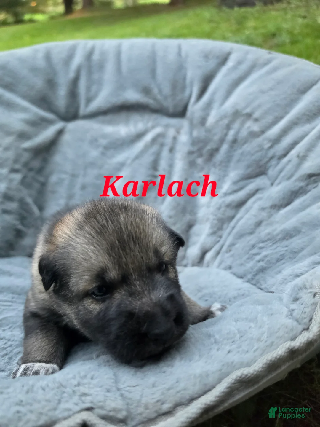 Gerberian Shepsky dogs for sale: Karlach  - Ad 2