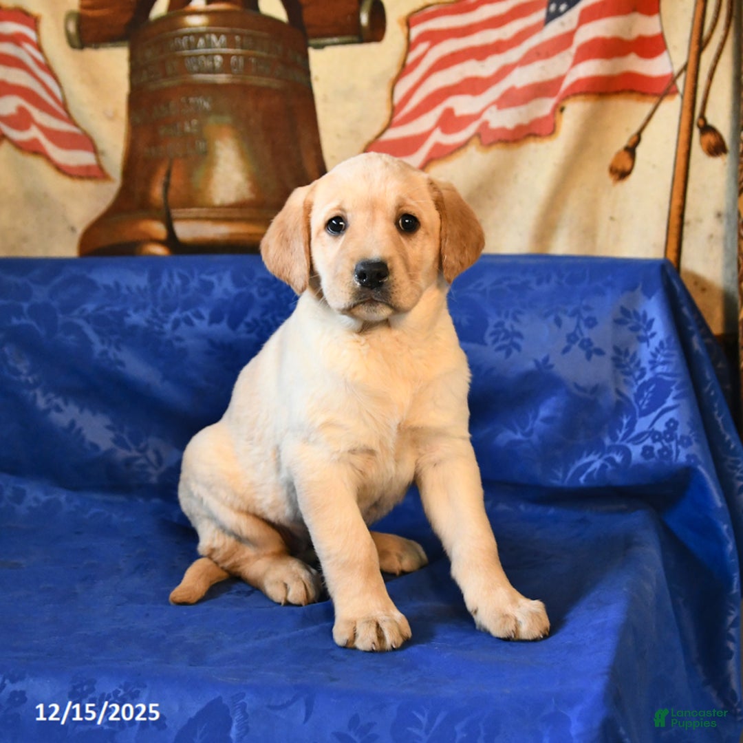 Labrador Retriever dogs for sale: Hailey - Ad 1